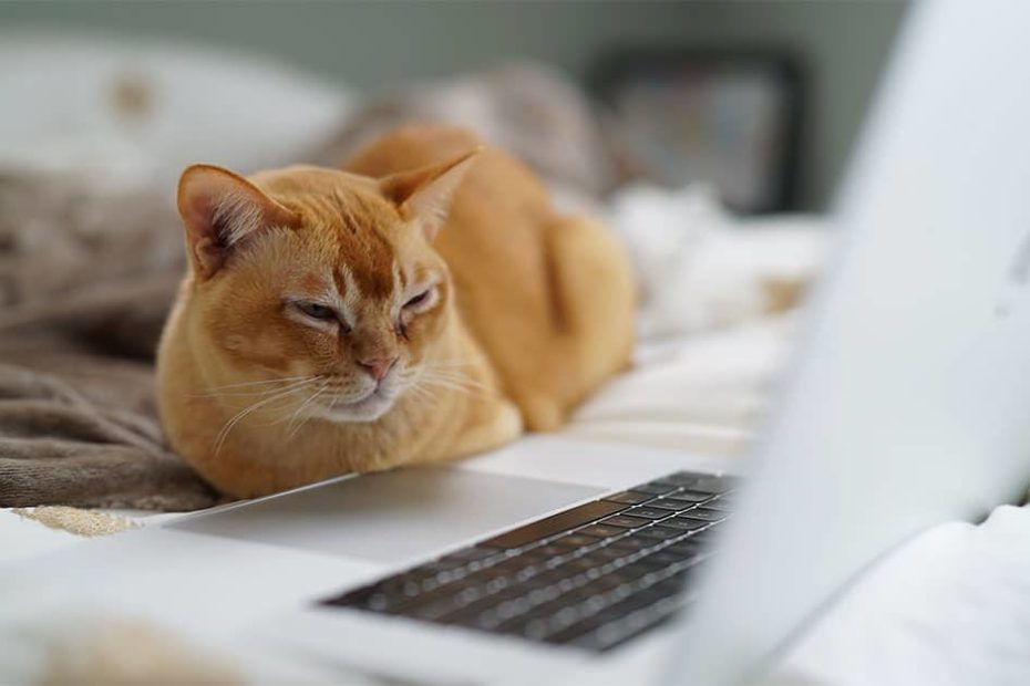 Cat looking at a laptop screen